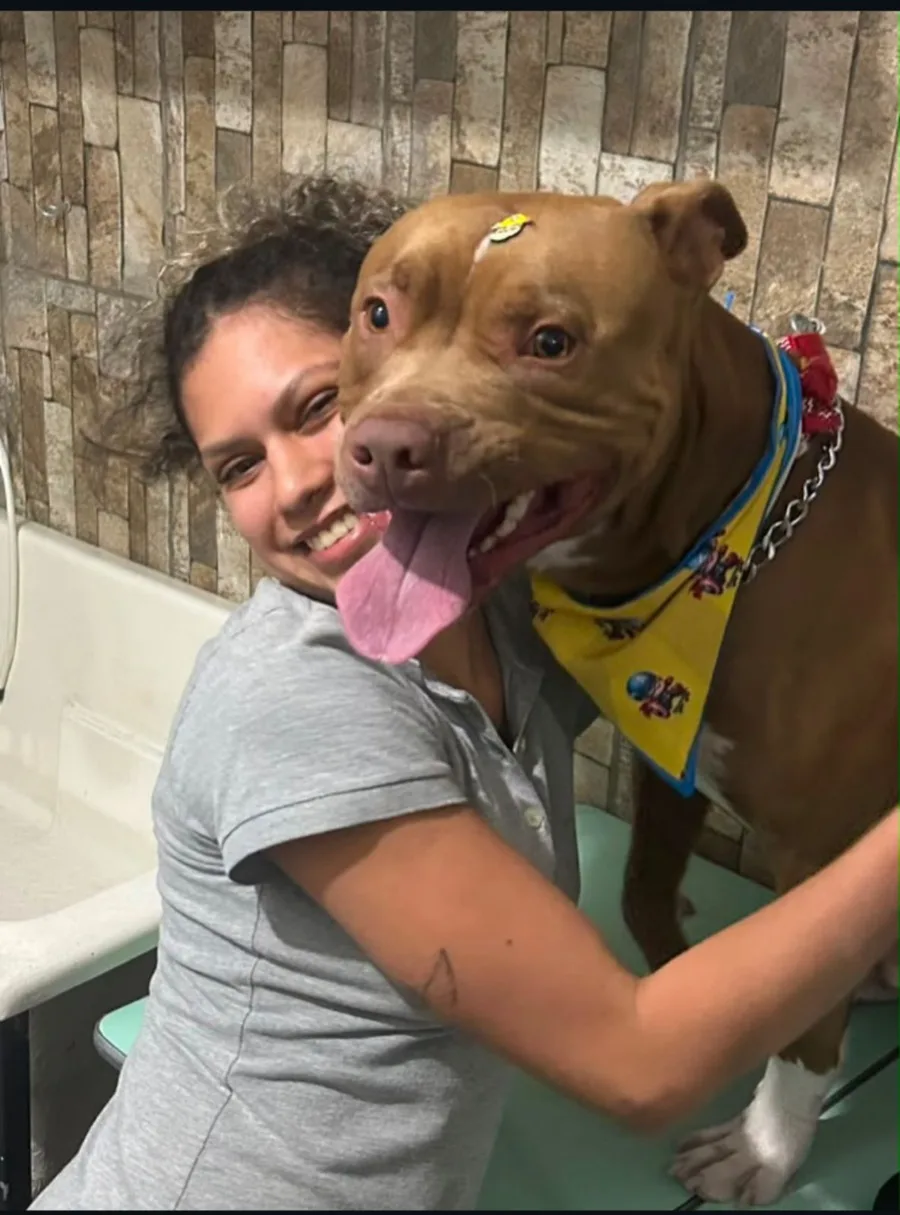 Viviane, auxiliar veterinária da Panthera, abraçada e sorrindo com um pitbull caramelo de bandana amarela no salão de banho e tosa