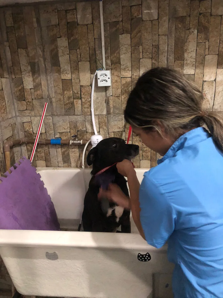 Viviane dando banho em um cachorro preto na banheira do salão da Panthera, em Santo André